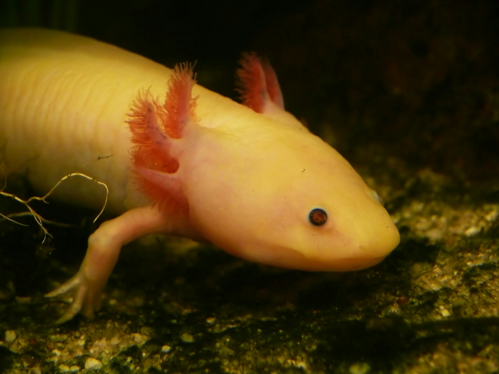 Photo 1 of 3: A pale axolotl with pink feathery gills. A real mexican axolotl photographed in the wild.