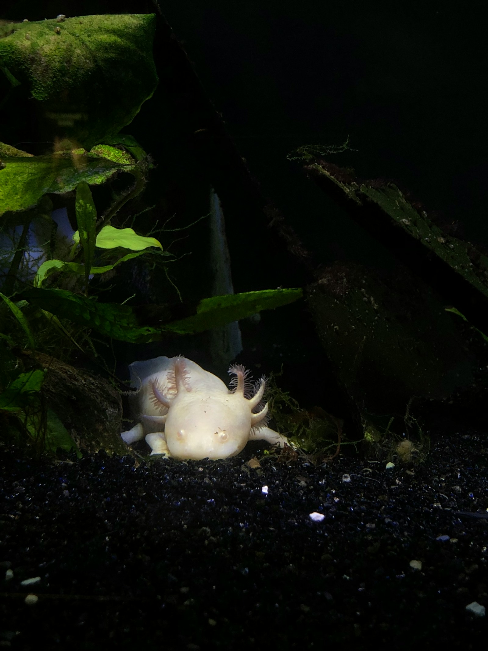 Photo 2 of 3: Curious axolotl beside aquatic plants. A real mexican axolotl photographed in the wild.