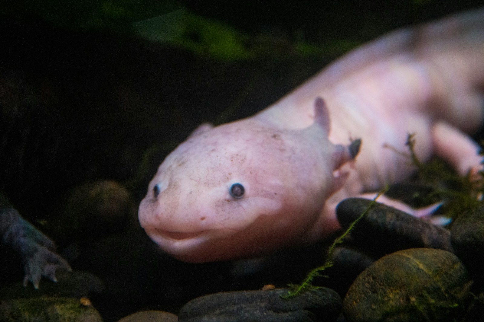 Photo 3 of 3: A close-up of that famous smile. A real mexican axolotl photographed in the wild.