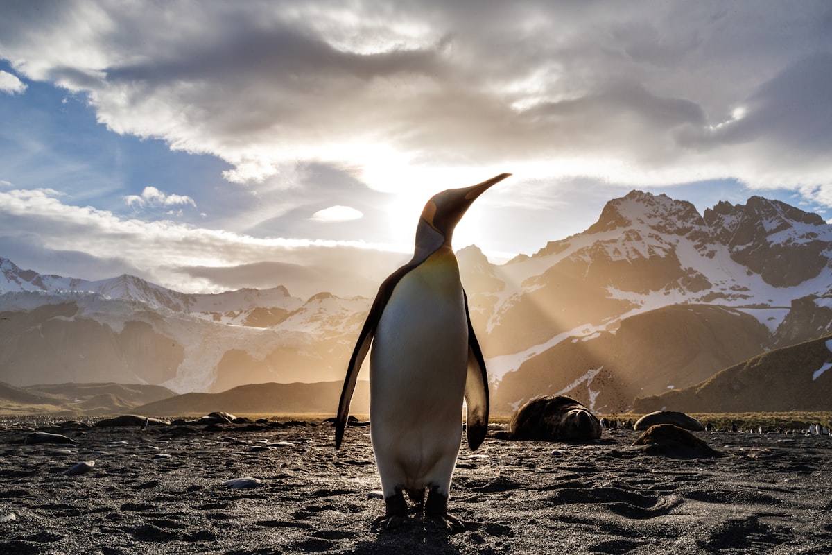Photo 1 of 3: Emperor penguins on Antarctic ice. A real emperor penguin photographed in the wild.