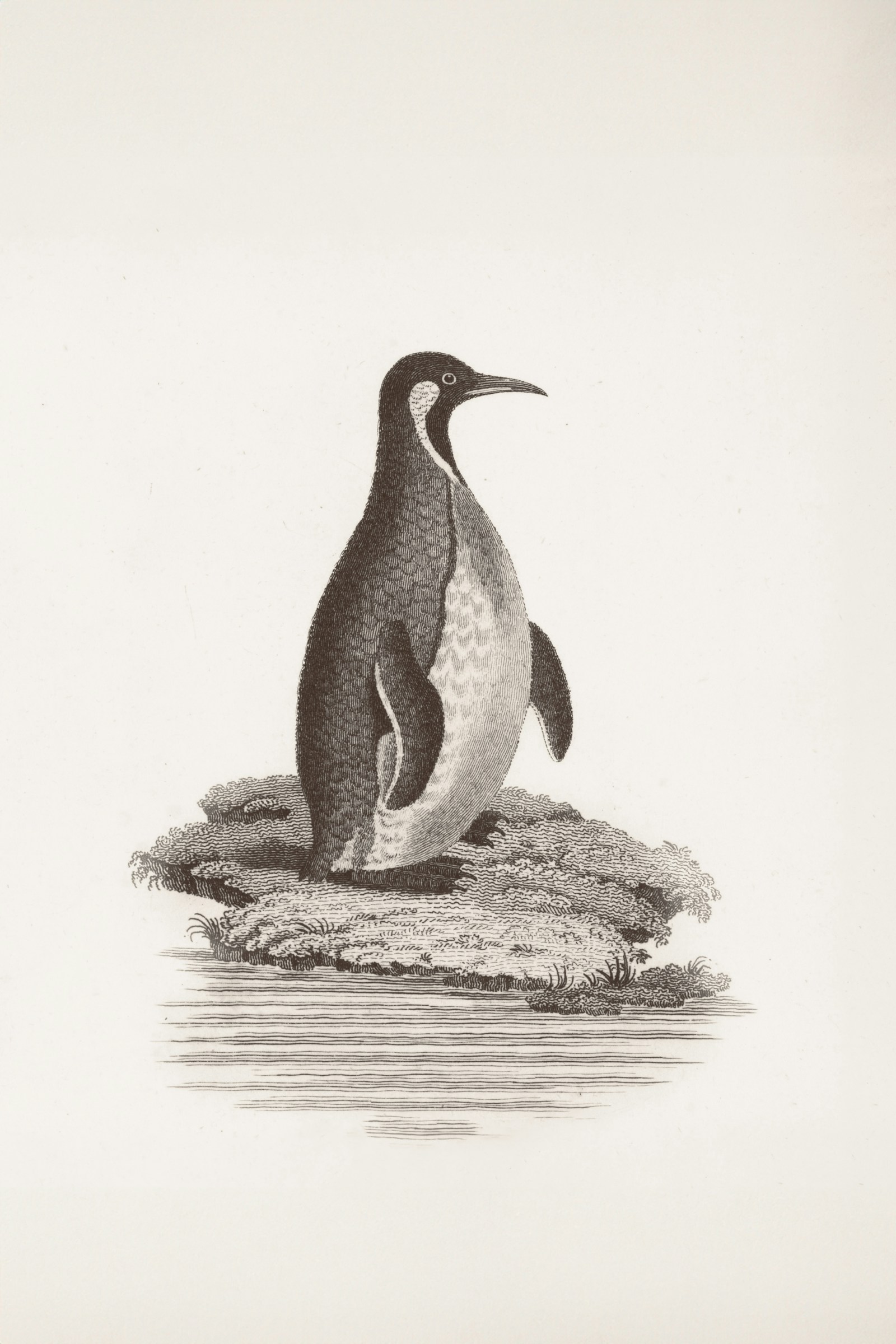 Photo 2 of 3: A proud emperor penguin portrait. A real emperor penguin photographed in the wild.
