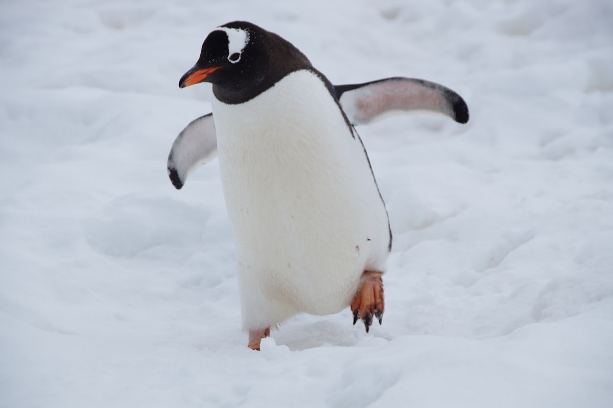 Photo 3 of 3: Standing tall in the snow. A real emperor penguin photographed in the wild.