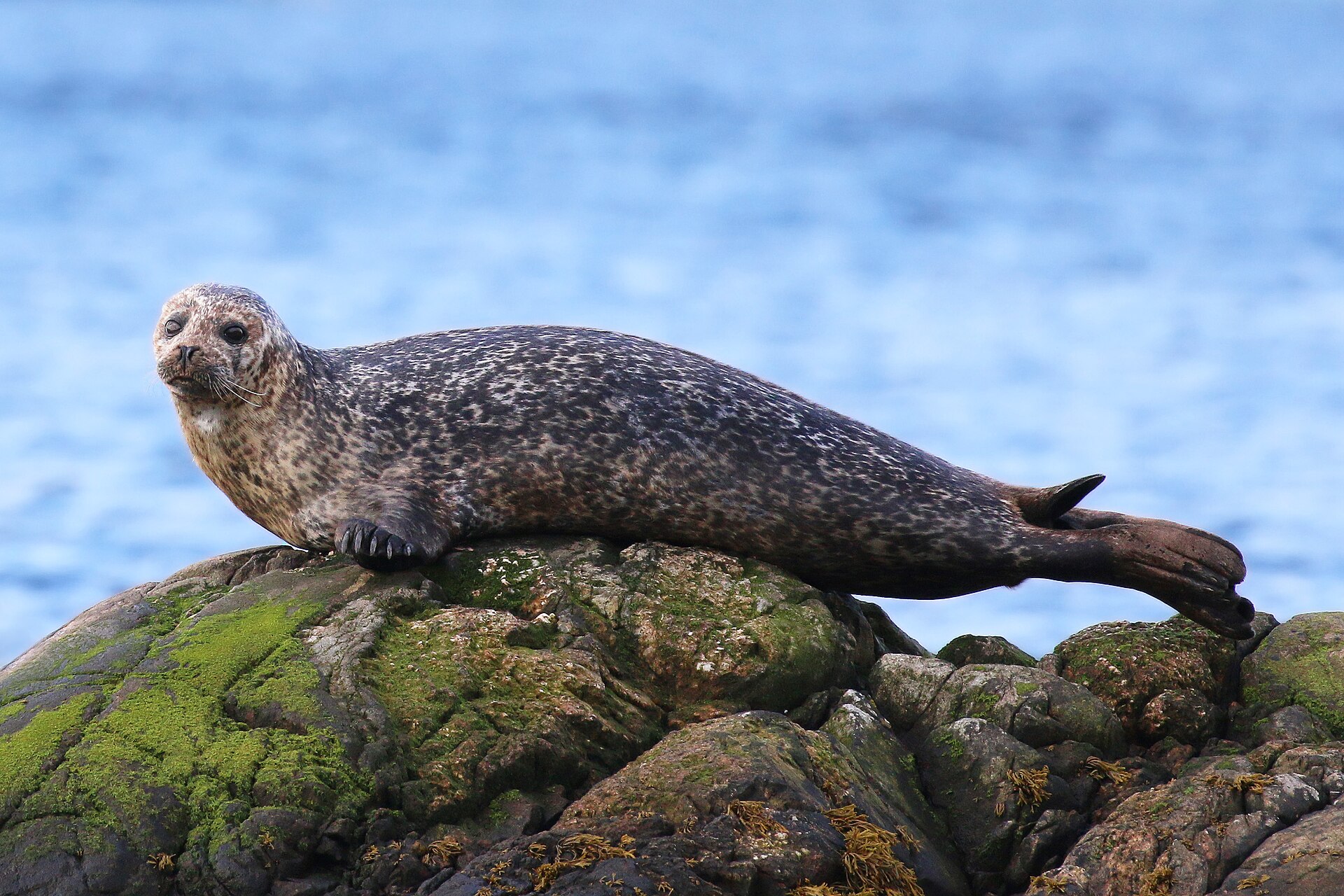 Photo 1 of 3: A harbour seal basking on a mossy coastal rock. A real harbour seal photographed in the wild.