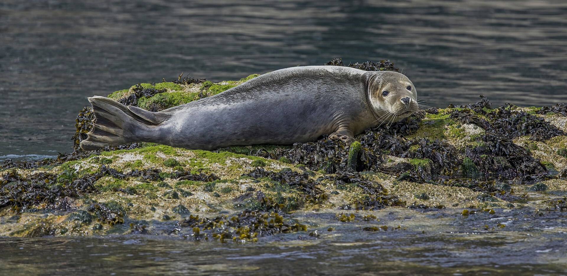 Photo 2 of 3: A harbour seal resting on a seaweed-covered shore. A real harbour seal photographed in the wild.
