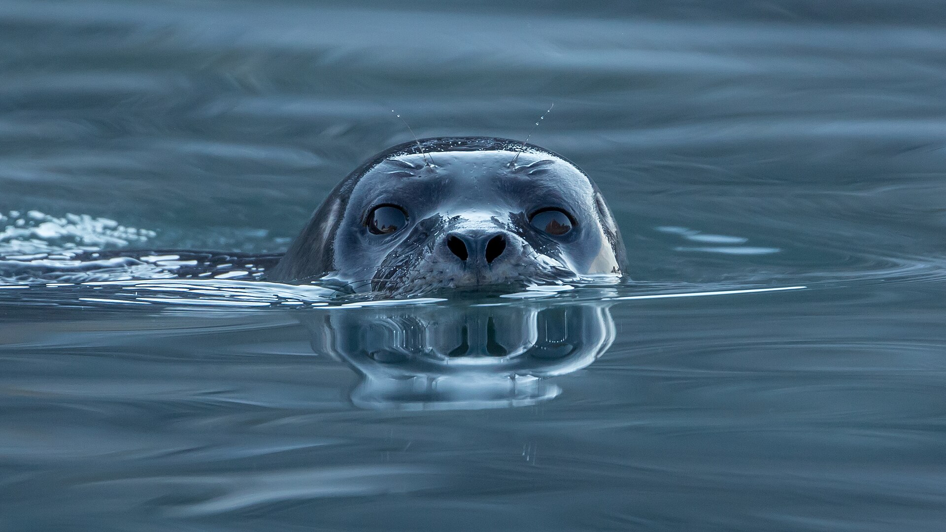 Photo 3 of 3: A curious harbour seal peeking out of calm water. A real harbour seal photographed in the wild.