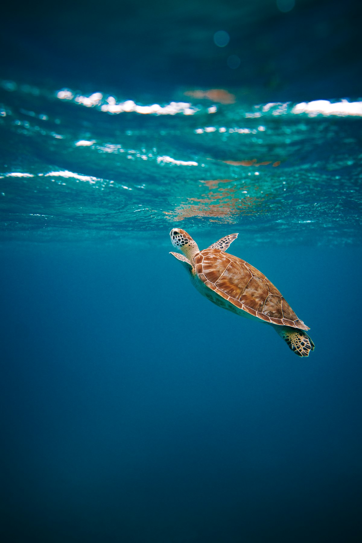 Photo 2 of 3: Grazing in seagrass meadows. A real green sea turtle photographed in the wild.