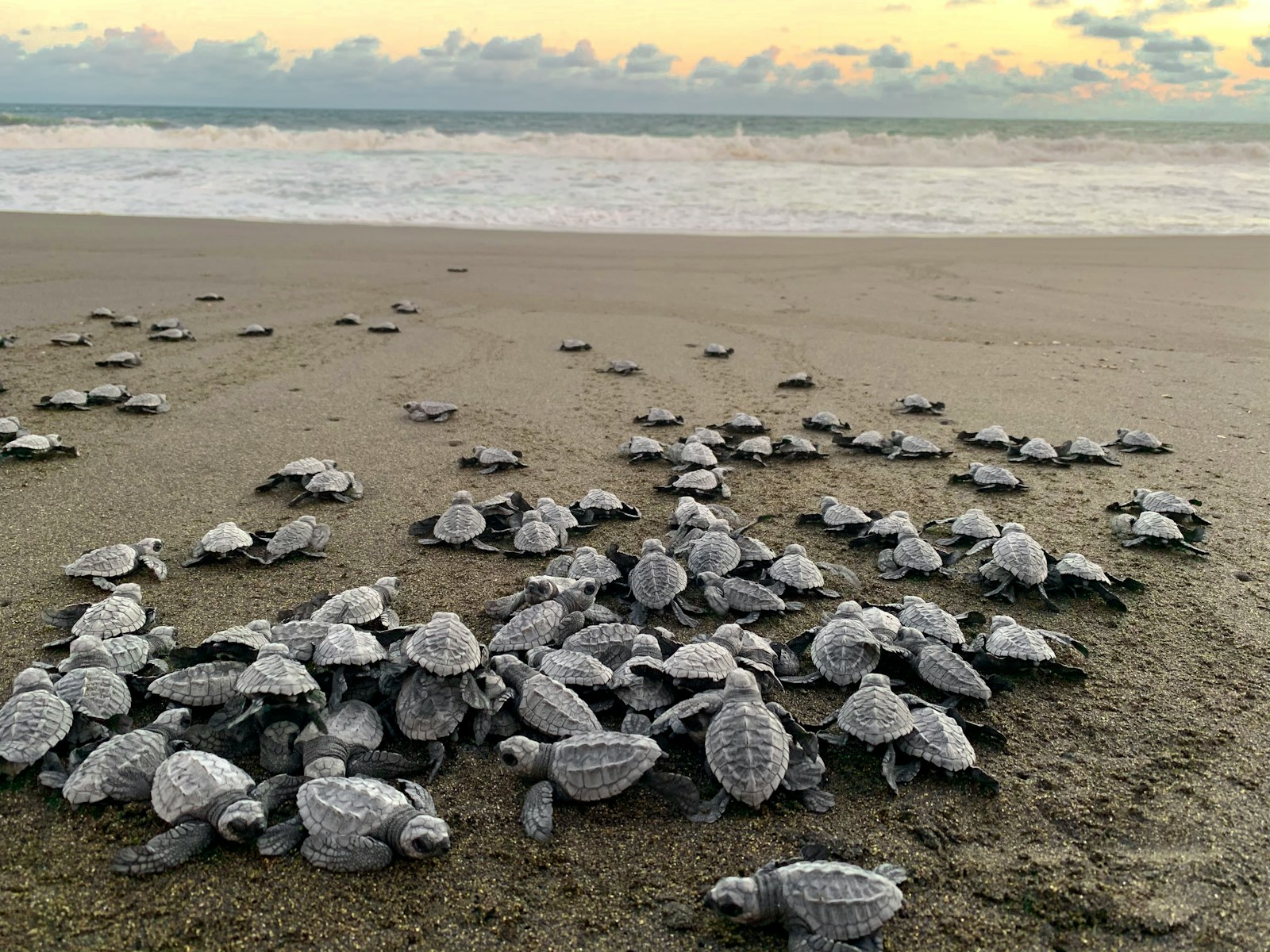 Photo 3 of 3: Baby turtles hurrying to the sea. A real green sea turtle photographed in the wild.